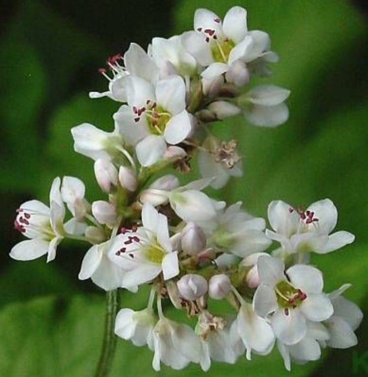 Ohio Buckwheat Blossom Honey The Clermont County House Of Honey